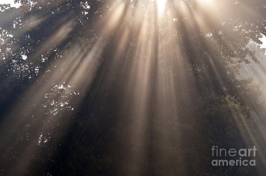 Crepuscular rays coming through tree in fog at sunrise #1 Photograph by Jim Corwin