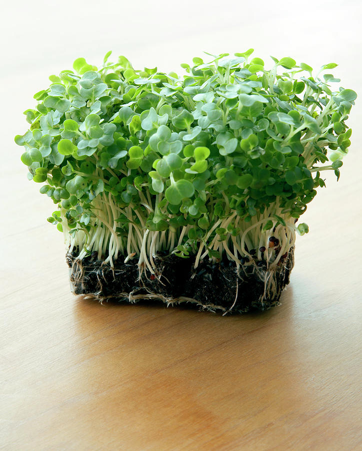 Cress Photograph by Claudia Dulak / Science Photo Library - Fine Art ...