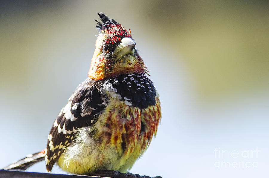 Crested Barbet #1 Photograph by Pravine Chester