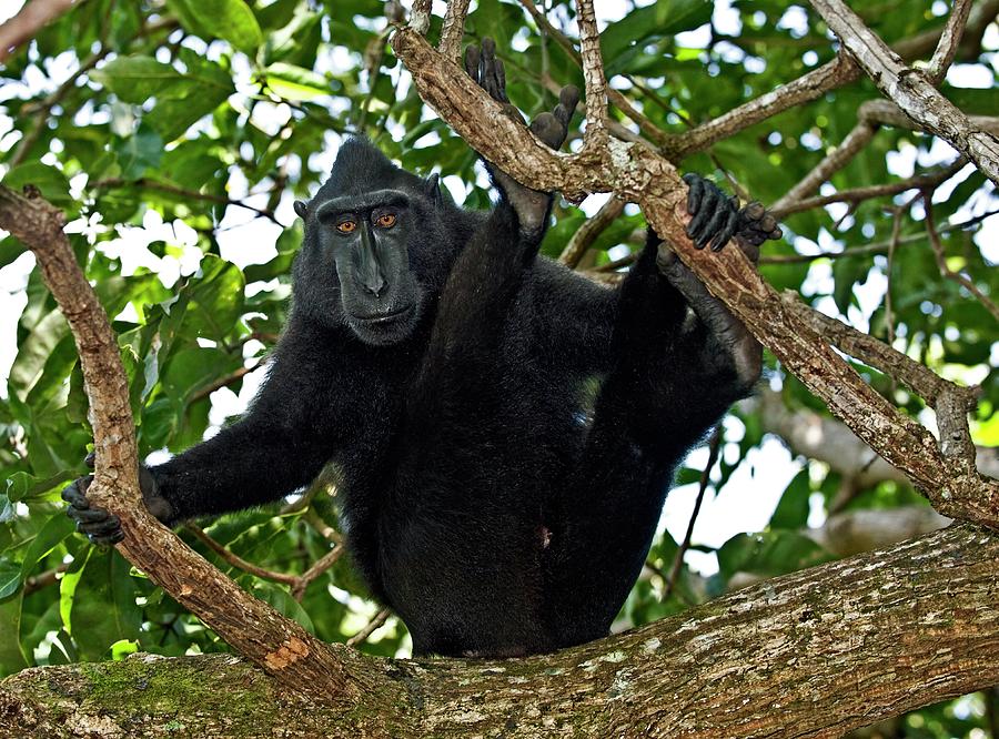 Crested Black Macaque #1 Photograph by Tony Camacho/science Photo Library