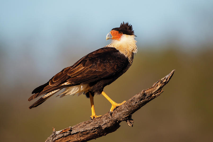 Crested Caracara, Caracara Cheriway Photograph by Larry Ditto - Fine ...