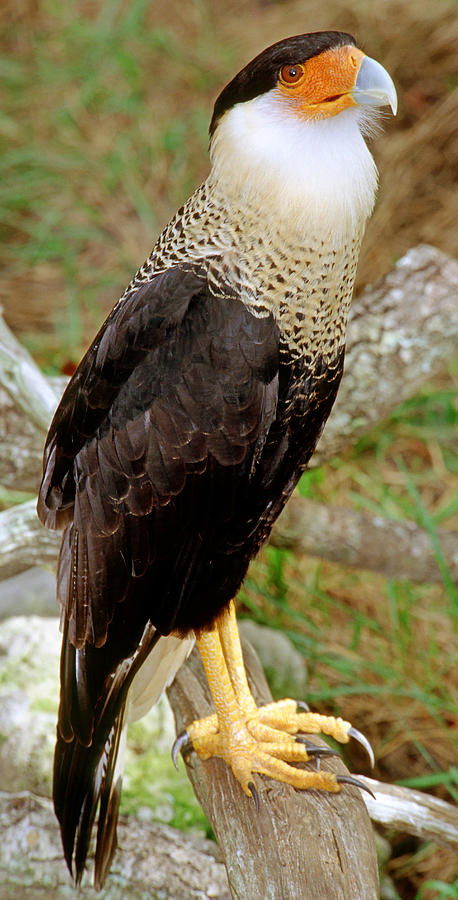 Crested Caracara Caracara Cheriway Photograph by Millard H. Sharp ...