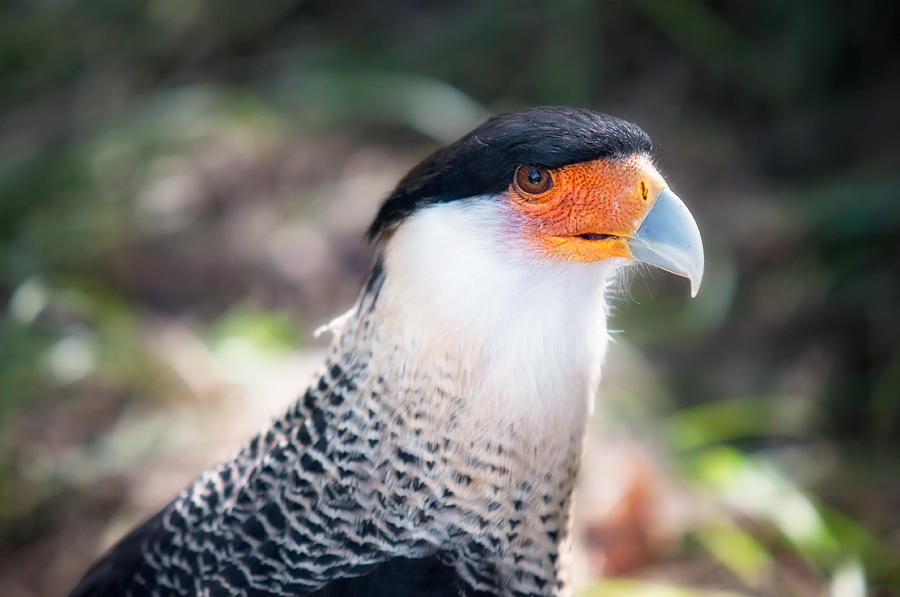 Crested Caracara Photograph by Richard Leighton - Fine Art America