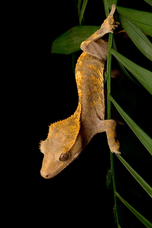 Crested Gecko Rhacodactylus Ciliatus Photograph by David Kenny