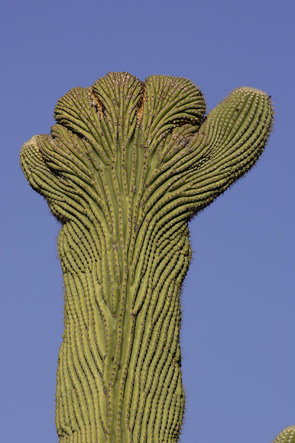 Crested Saguaro #1 Photograph by Craig K. Lorenz