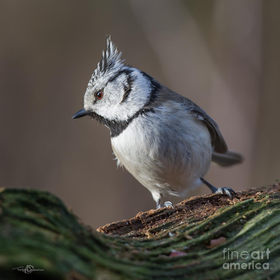 Wildlife Photograph - Crested  #1 by Torbjorn Swenelius