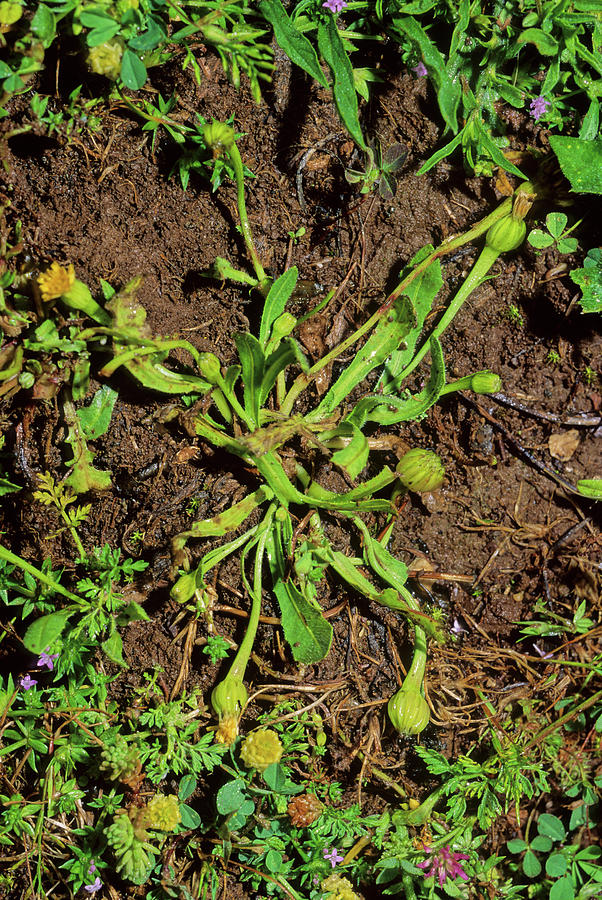 Cretan Weed (hedypnois Rhagadioloides) #1 Photograph by Science Photo Library Cretan Weed (hedypnois Rhagadioloides) #1 Photograph by Science Photo Library
