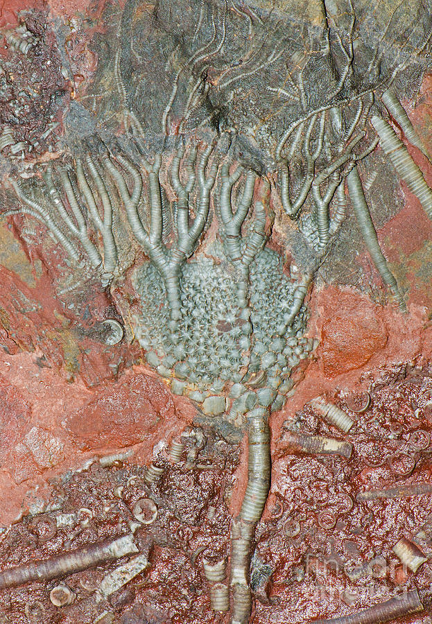 Crinoid Fossil #1 Photograph by Millard H. Sharp