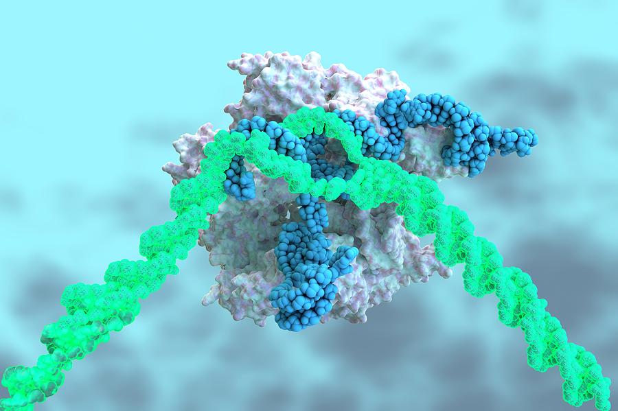 Crispr-cas9 Gene Editing Complex #1 Photograph by Ella Maru Studio / Science Photo Library