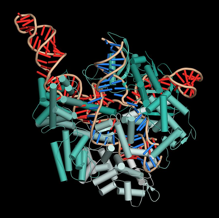 Illustration Photograph - Crispr-cas9 Gene Editing Complex #1 by Molekuul