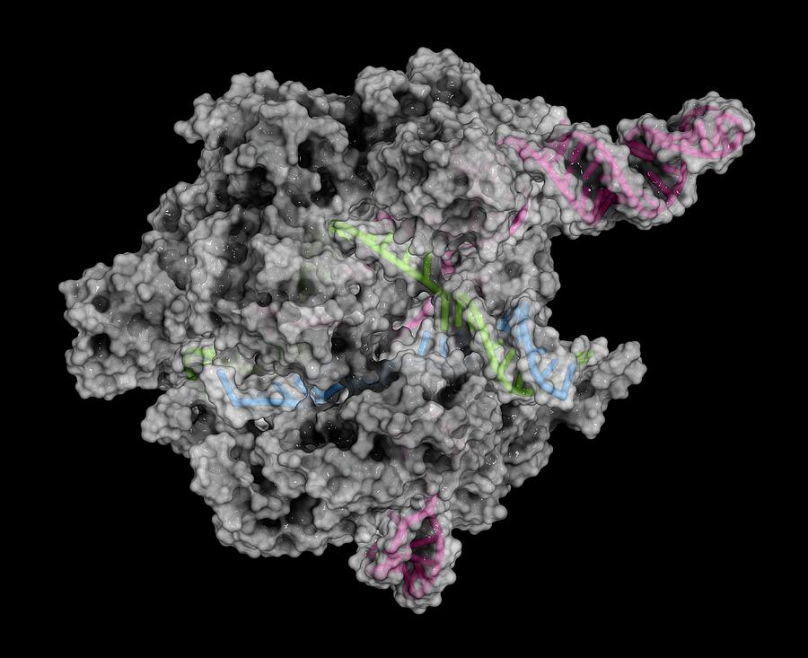 Crispr-cas9 Gene Editing Complex Photograph By Molekuul Science Photo 