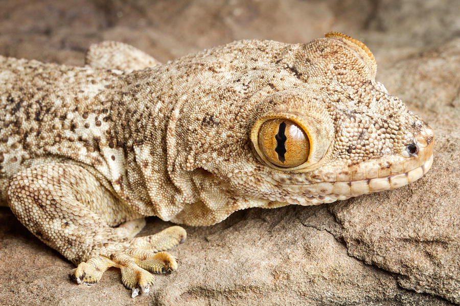 Crocodile Gecko Tarentola Mauritanica #1 Photograph by David Kenny
