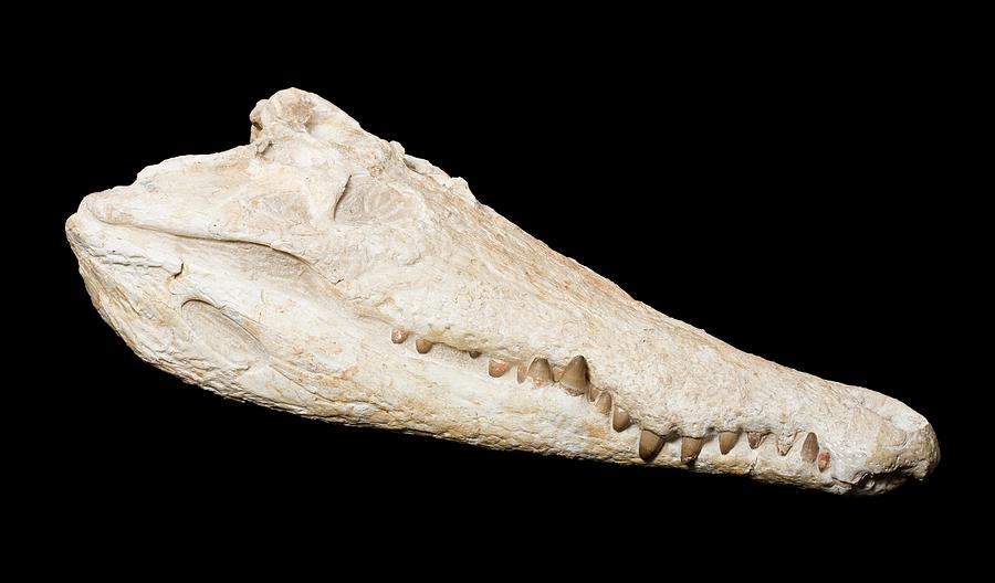 Crocodile Jaw Fossil by Pascal Goetgheluck/science Photo Library