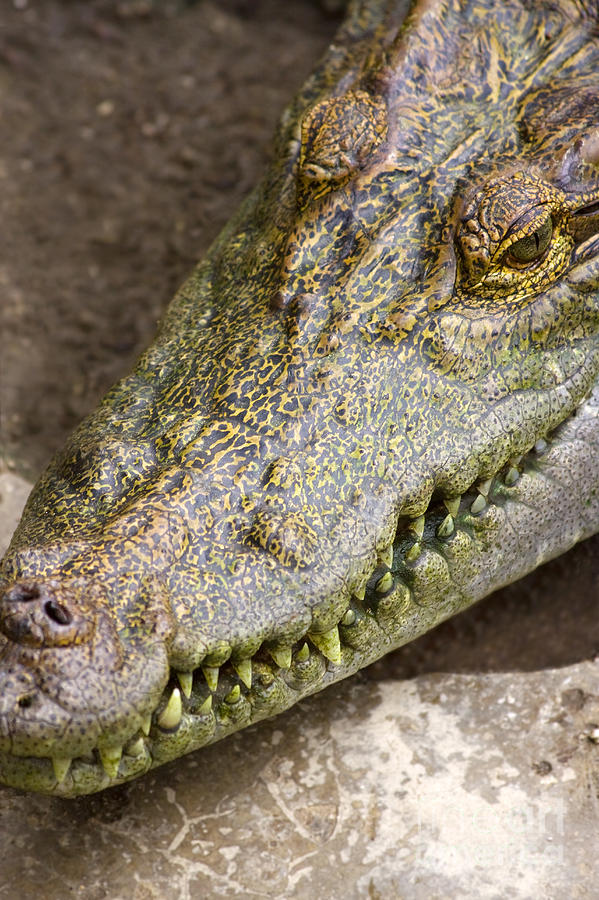 Crocodile #1 Photograph by Jorgo Photography