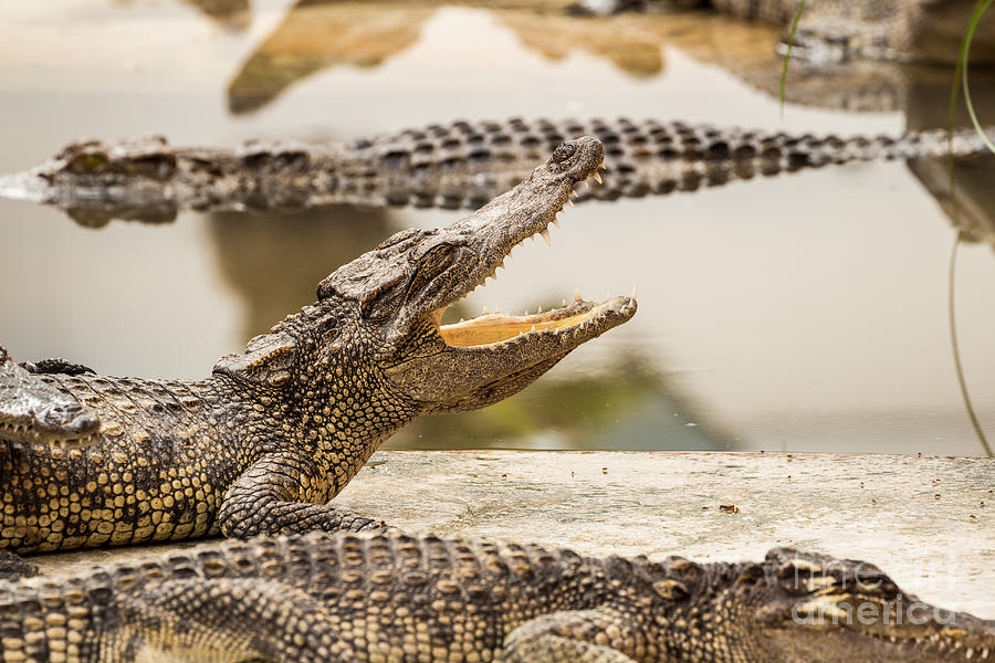 Crocodile #1 Photograph by Tosporn Preede