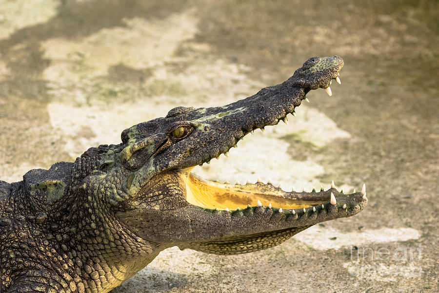 Crocodile with open mouth #1 Photograph by Tosporn Preede