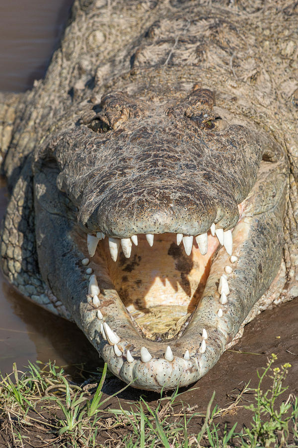 Crocodile With Opened Mouth #1 Photograph by James Steinberg