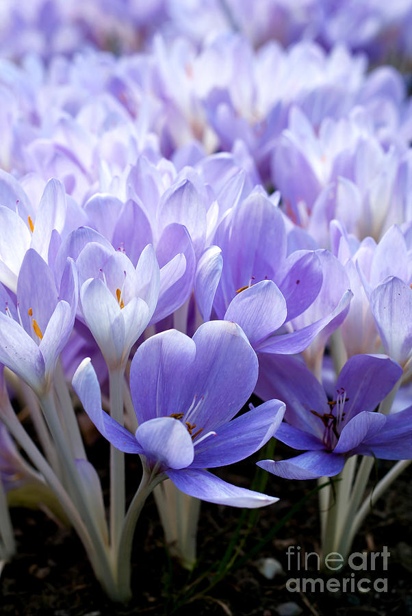 Crocus Photograph by Design Windmill - Fine Art America