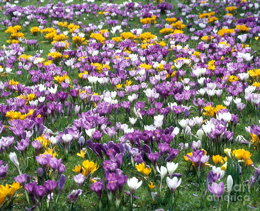 Crocus Flowers #1 Photograph by Hans Reinhard