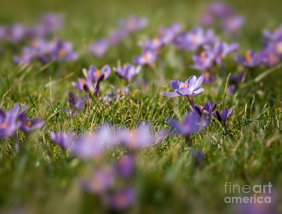 Flower Photograph - Crocus #1 by Maciej Markiewicz