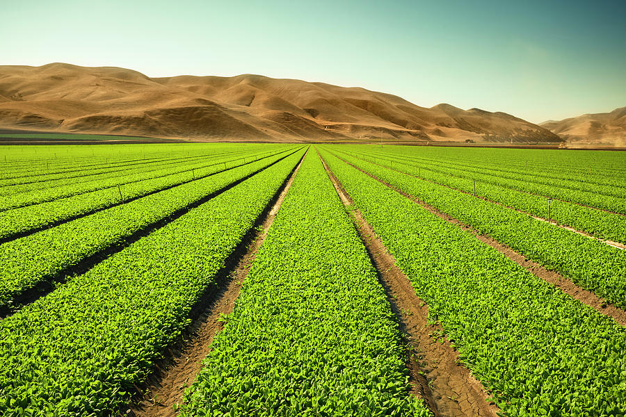 Crops Grow On Fertile Farm Land 1 by Pgiam