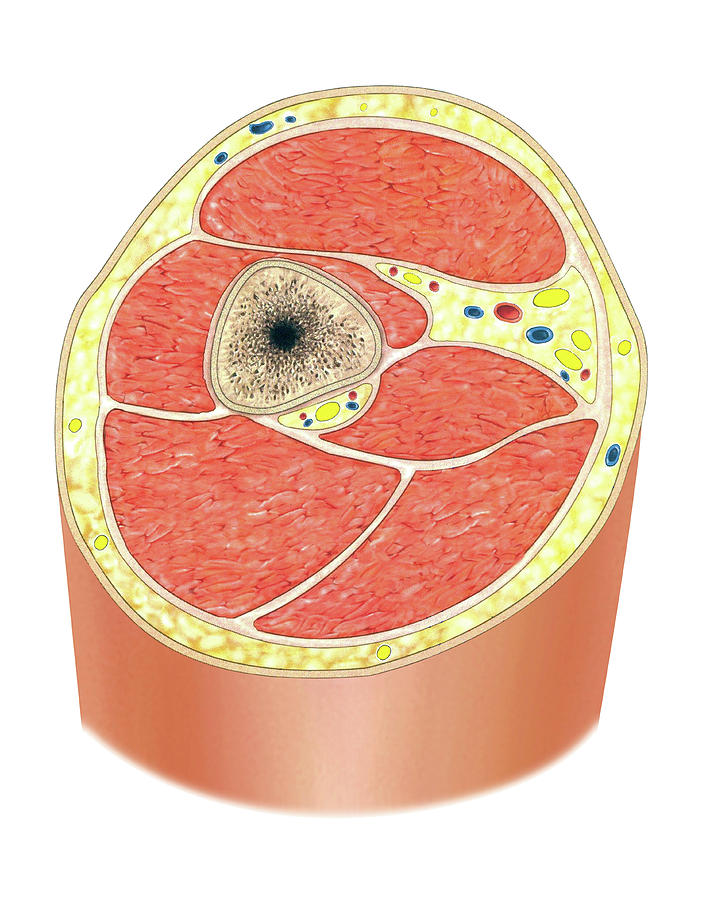 Cross Section Of The Arm Photograph By Asklepios Medical Atlas Pixels