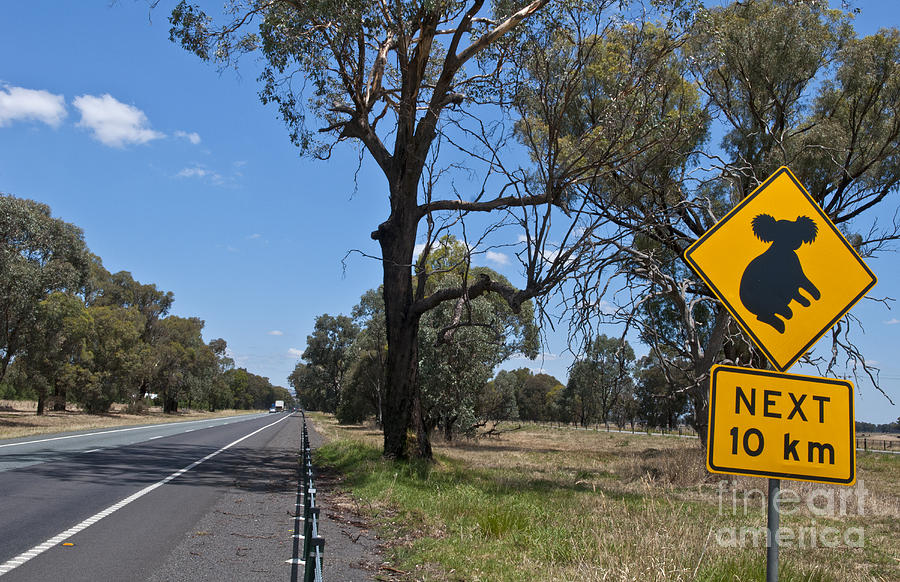 Crossing Sign For Koala Bear, Australia #1 Photograph by Bill Bachmann