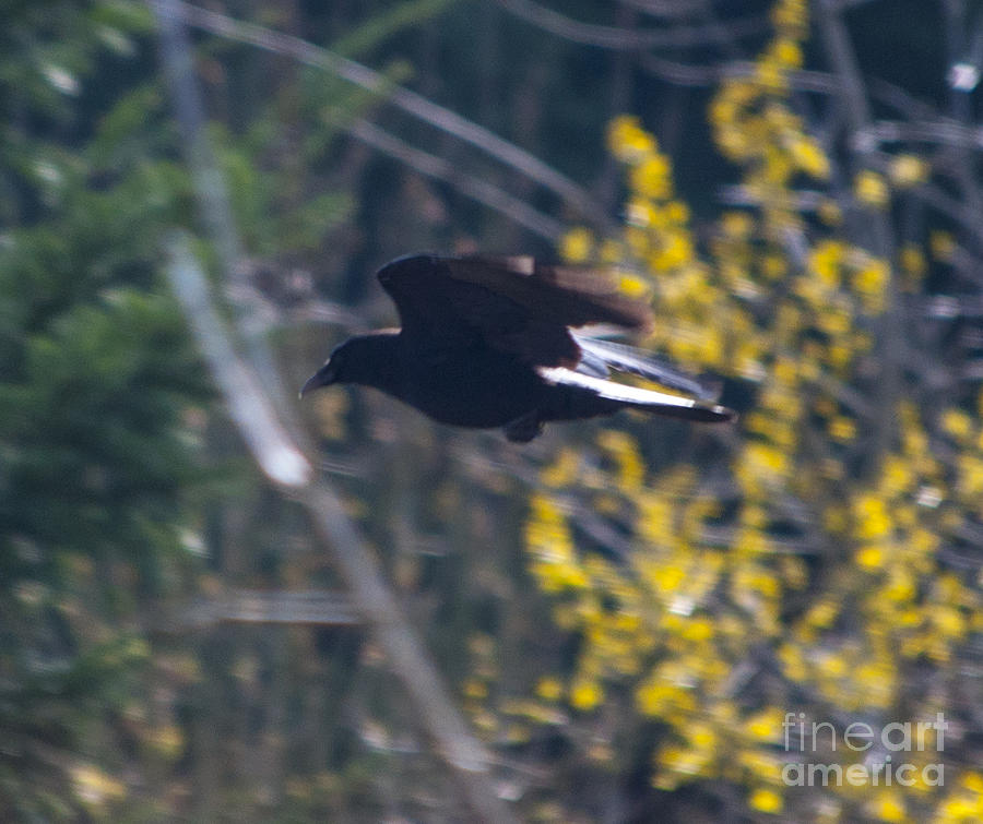 Crow Photograph - Crow in Flight #1 by M J