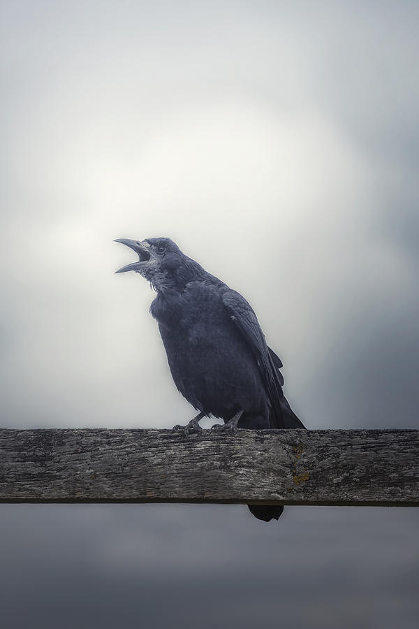 Crow #1 Photograph by Joana Kruse