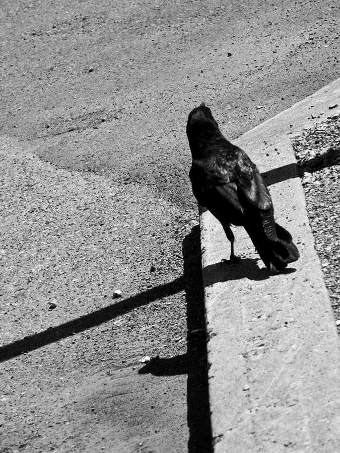 Crow Photograph