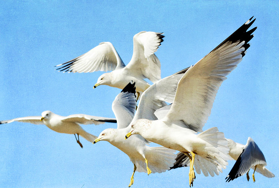 Wildlife Photograph - Crowded Skies #1 by Fraida Gutovich