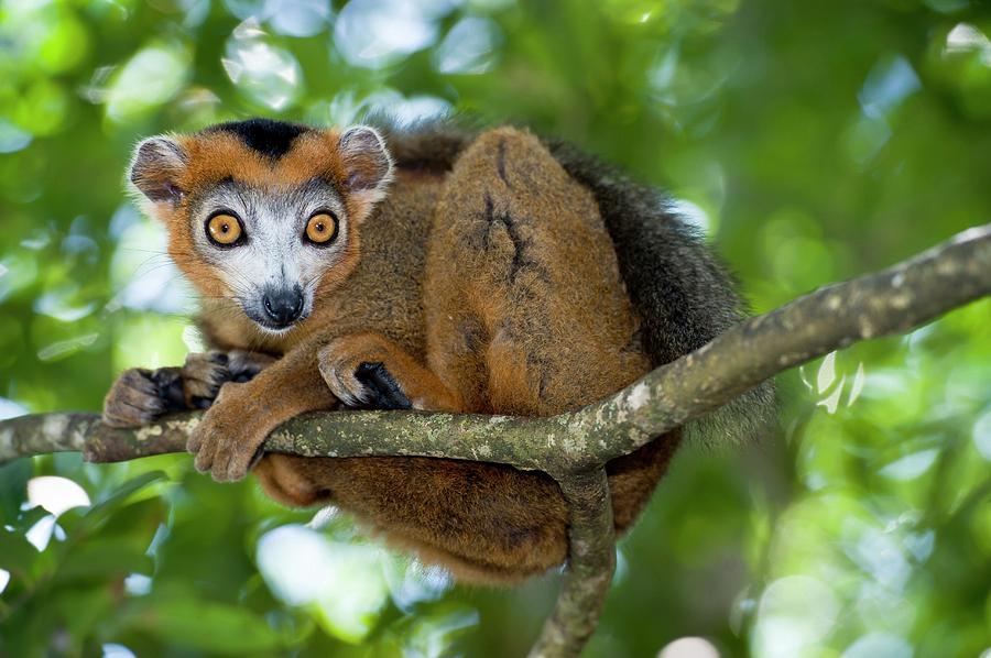 Crowned Lemur Male Photograph by Tony Camacho/science Photo Library ...