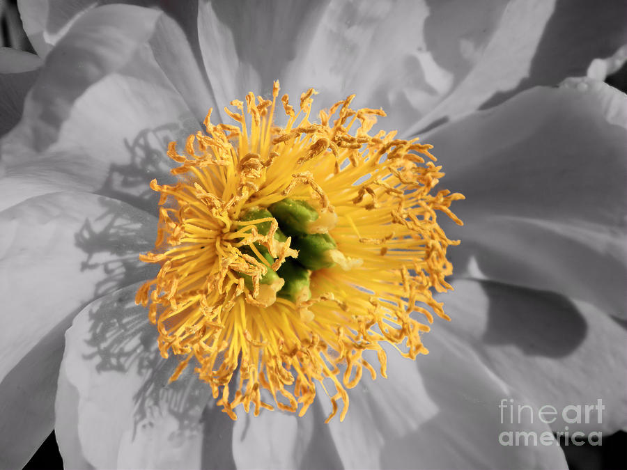 Nature Photograph - Crowned Peony #1 by Sharon Woerner
