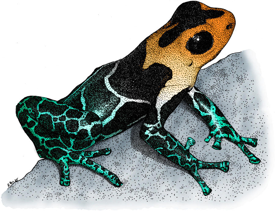 Crowned Poison Frog #1 Photograph by Roger Hall