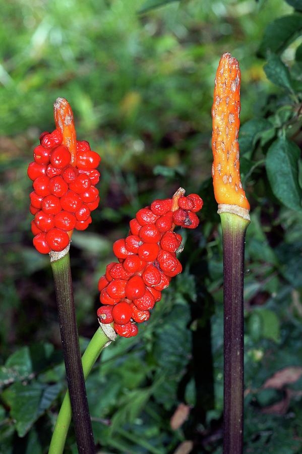 Fruit Photograph - Cuckoo Pint (arum Italicum) #1 by Brian Gadsby/science Photo Library