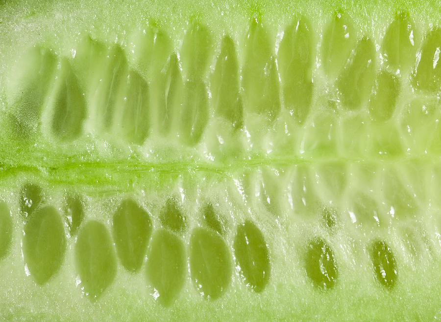 Vegetable Photograph - Cucumber #1 by Tom Gowanlock
