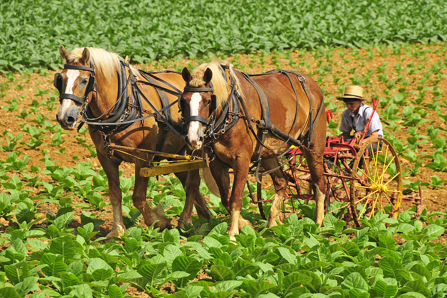 Cultivating Tobacco #1 Photograph by Dan Myers