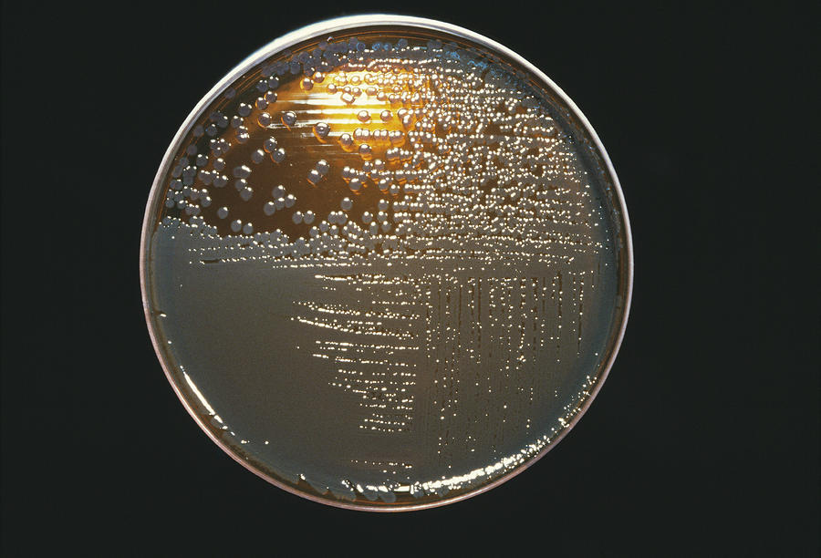 Medicine Photograph - Cultured E. Coli Bacteria #1 by Cnri/science Photo Library
