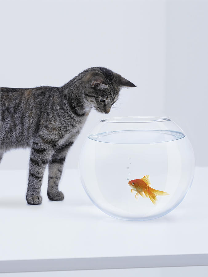 Curious cat watching goldfish in fishbowl #1 Photograph by Adam Gault