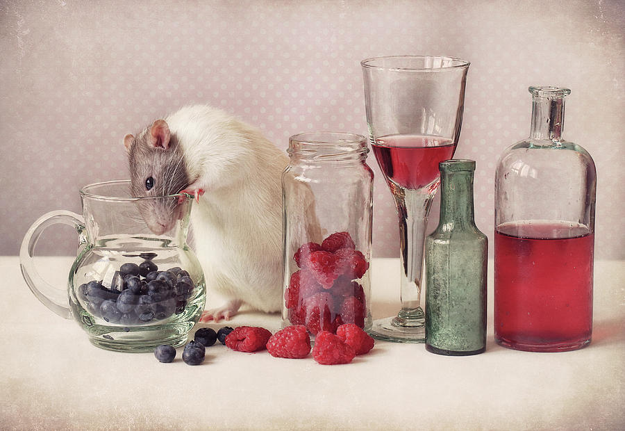 Fruit Photograph - Curious by Ellen Van Deelen Fruit Photograph - Curious by Ellen Van Deelen