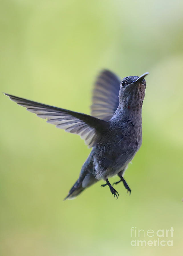 Curious Hummingbird #1 Photograph by Carol Groenen