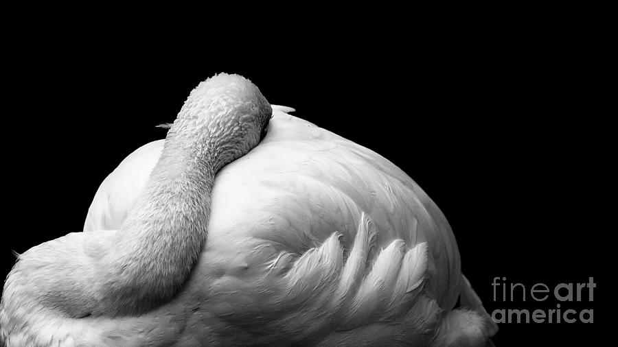 Flamingo Photograph - Curled #1 by Rebecca Cozart