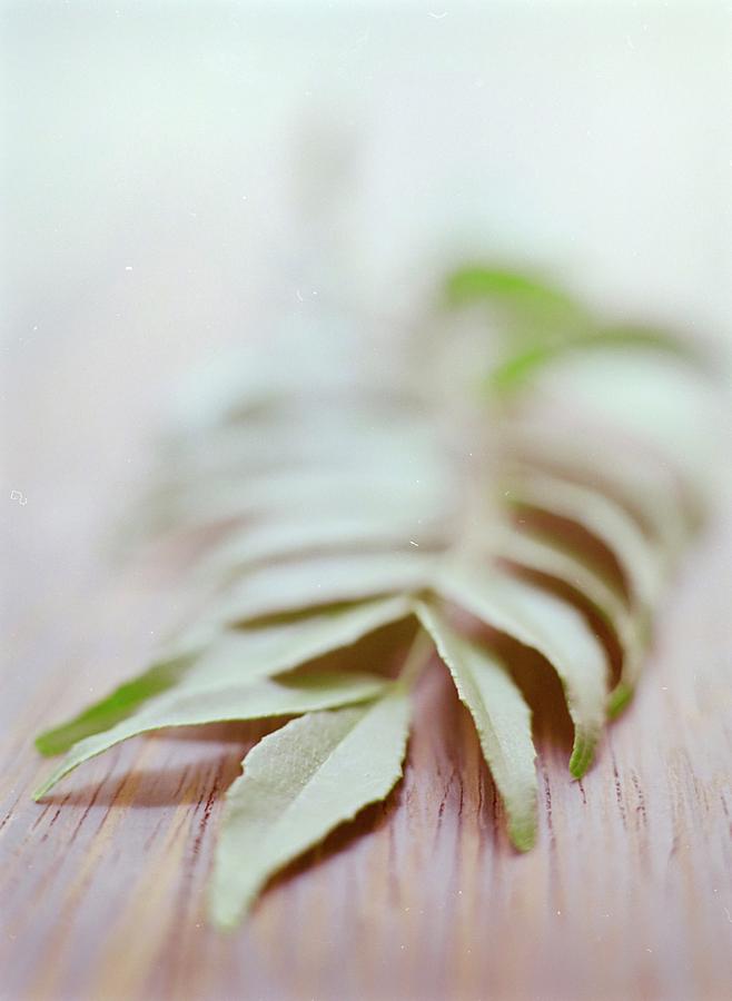Curry Leaves Photograph by Romulo Yanes