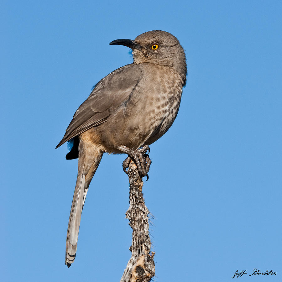 Nature Photograph - Curve-Billed Thrasher #1 by Jeff Goulden