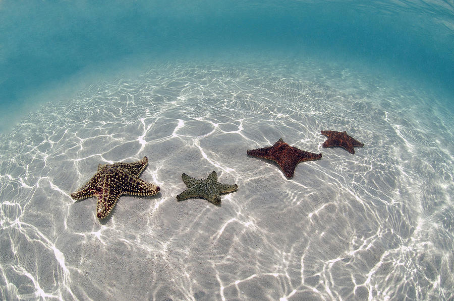 Cushion Sea Stars #1 Photograph by Charles Angelo