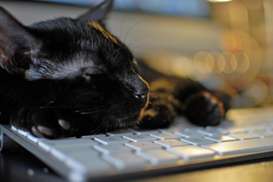 Cute Black Cat Resting On Keyboard