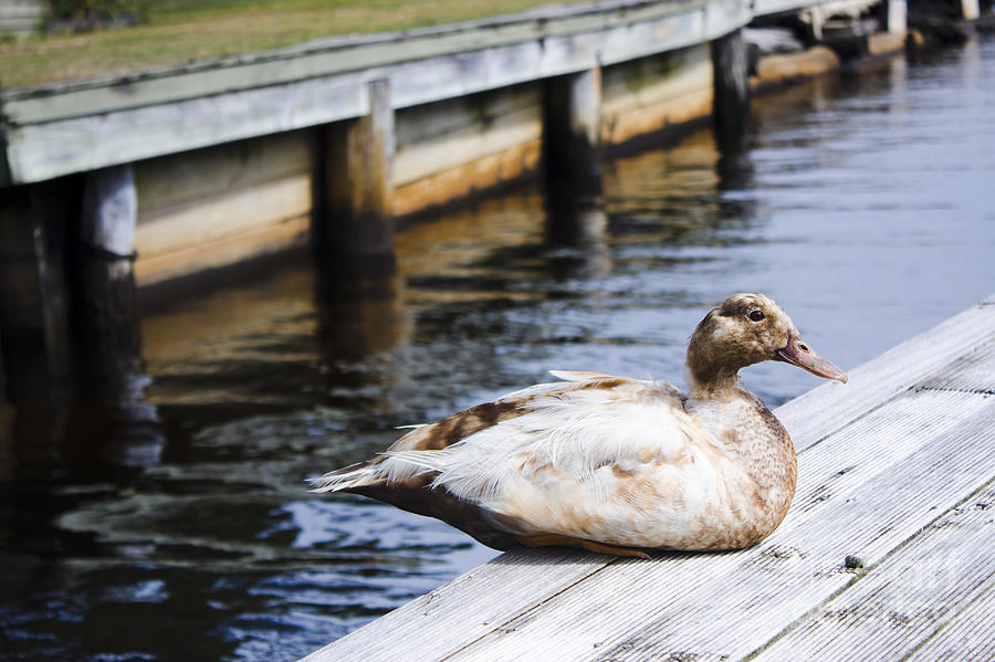Cute brown duck sitting on a wooden pier #1 Photograph by Jorgo Photography