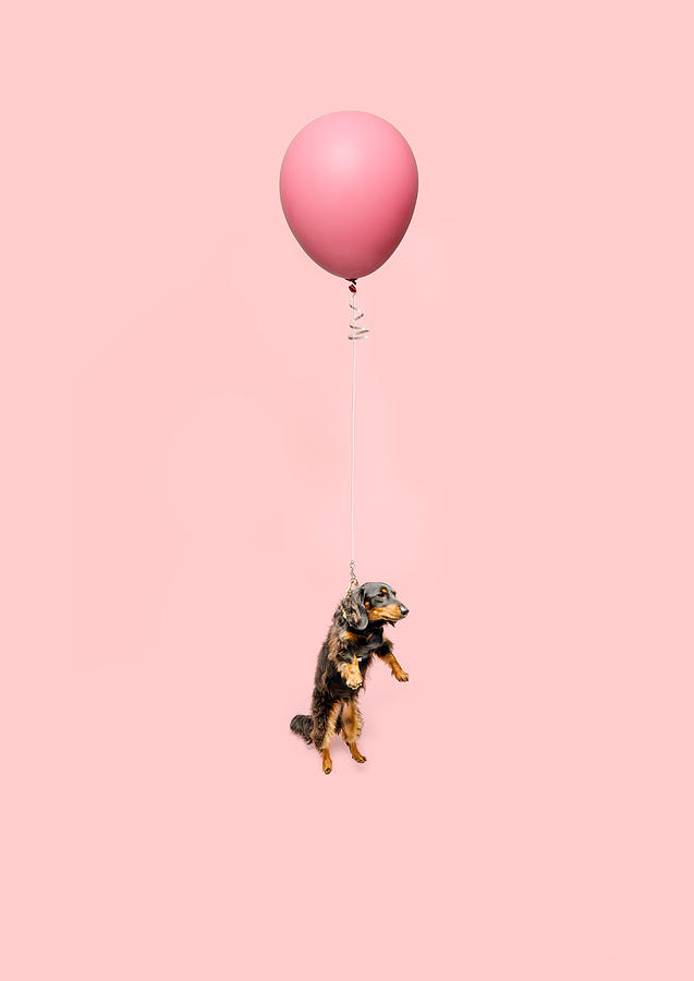Cute Dog Tied To A Balloon And Floating #1 Photograph by Ian Ross Pettigrew