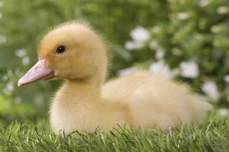Cute Duckling #1 Photograph by Jean-Michel Labat