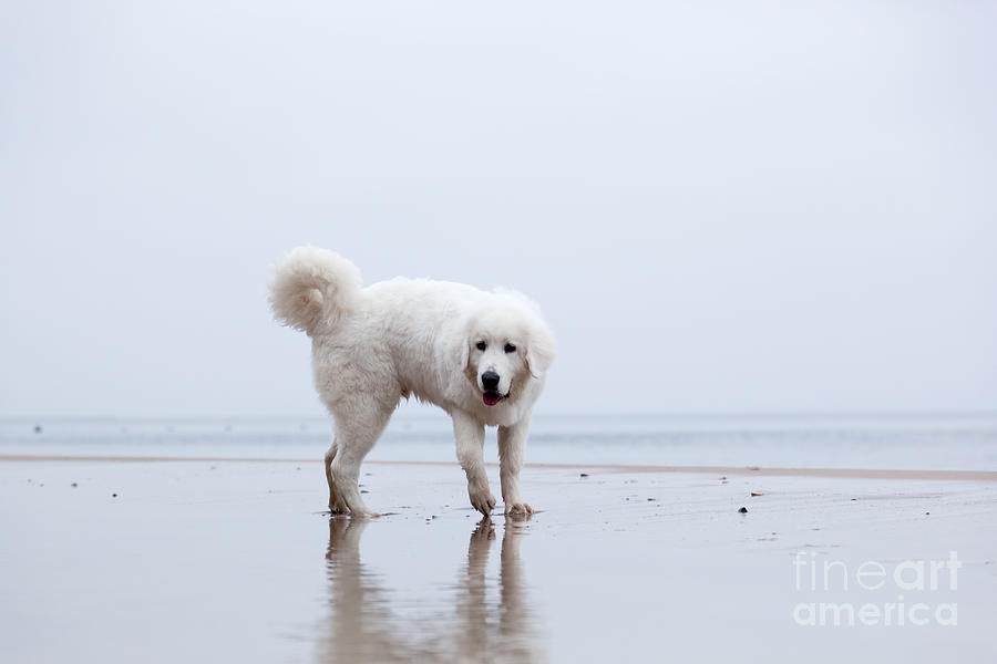 Winter Photograph - Cute white dog playing on the beach #1 by Michal Bednarek